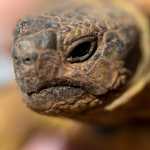 Cágados e jabutis domésticos: eles precisam de mais do que um cantinho ensolarado