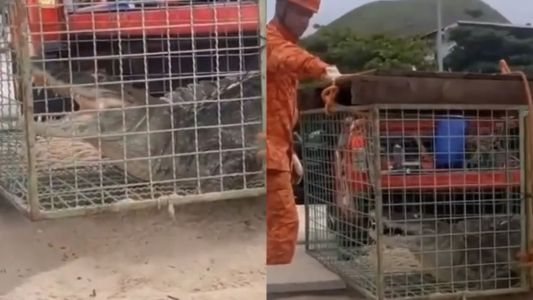 Corpo de Bombeiros do Rio de Janeiro capturam jacaré que vagava pela orla da praia
