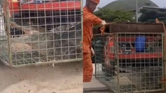 Corpo de Bombeiros do Rio de Janeiro capturam jacaré que vagava pela orla da praia