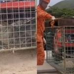Jacaré aparece em praia e assusta banhistas no Rio de Janeiro
