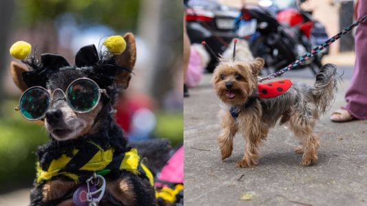 Cortejo promete levar foliões de quatro patas às ruas de BH