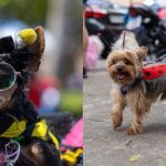 Carnaval de BH vai ter bloquinho especial para pets neste sábado (21); saiba detalhes