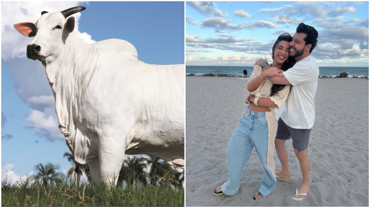 Vaca mais cara do mundo? Veja o valor do animal que Murilo Huff comprou para a noiva