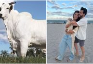 Vaca mais cara do mundo? Veja o valor do animal que Murilo Huff comprou para a noiva