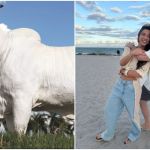 Vaca mais cara do mundo? Veja o valor do animal que Murilo Huff comprou para a noiva