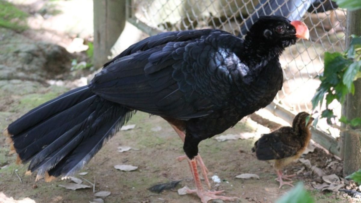 Zoológico de BH reproduz espécie de ave em extinção na natureza