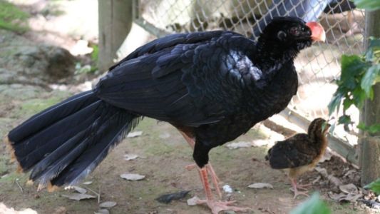 Mutum-de-alagoas (Pauxi mitu) é uma ave de grande porte, nativa da Mata Atlântica nordestina, e que permaneceu por mais de 300 anos como uma das aves mais raras e enigmáticas de todo o mundo.