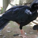 Zoológico de BH reproduz espécie de ave em extinção na natureza