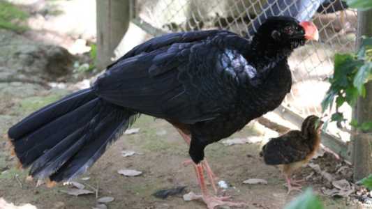 Mutum-de-alagoas (Pauxi mitu) é uma ave de grande porte, nativa da Mata Atlântica nordestina, e que permaneceu por mais de 300 anos como uma das aves mais raras e enigmáticas de todo o mundo.