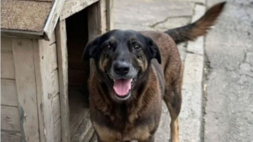 Cachorro Orelha, morto após ser espancado por adolescentes, era cuidado e alimentado por moradores da região da Praia Brava, em Florianópolis-SC