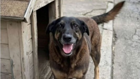 Cachorro Orelha, morto após ser espancado por adolescentes, era cuidado e alimentado por moradores da região da Praia Brava, em Florianópolis-SC