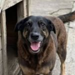 Caso 'Orelha': pais e tio de menores envolvidos na morte de cachorro são indiciados em SC