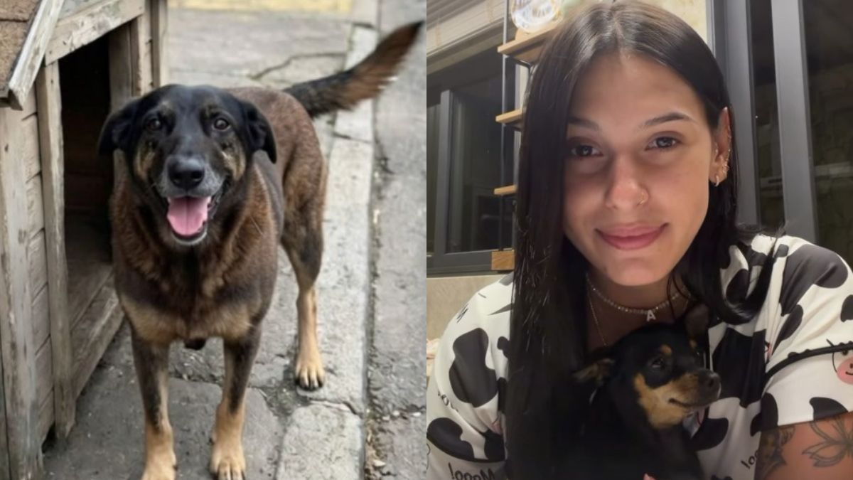 Ana Castela vai às redes pedir justiça por 'Orelha', cachorro morto em SC: 'Vão pagar'