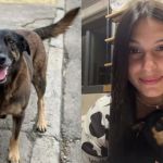 Ana Castela vai às redes pedir justiça por 'Orelha', cachorro morto em SC: 'Vão pagar'