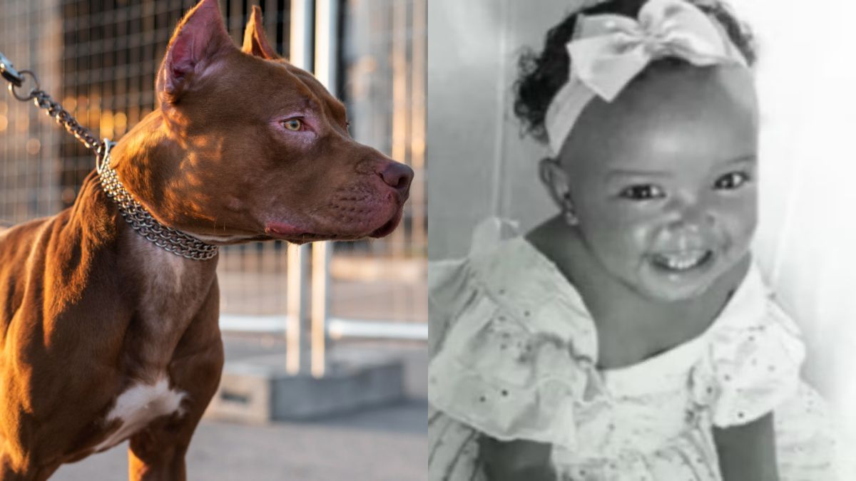Bebê morre após ser atacada por pitbull em playground de pizzaria no interior da Bahia