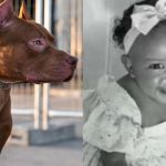 Bebê morre após ser atacada por pitbull em playground de pizzaria no interior da Bahia