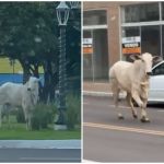 Vídeo: boi foge durante transporte para abate e assusta moradores no PR