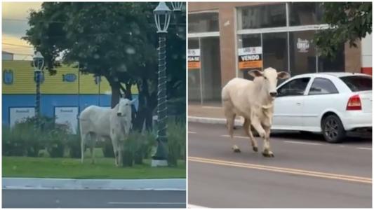 O animal da raça Nelore percorreu por quase todo o município de Paranavaí