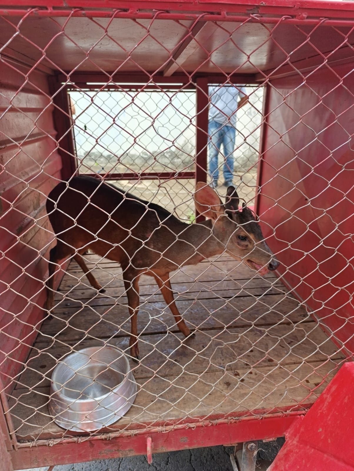 Veado é resgatado em depósito de construção no bairro Jaraguá II, em Montes Claros