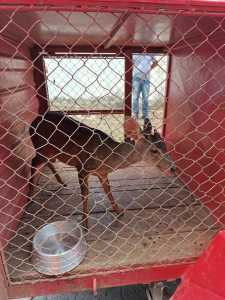 Veado é resgatado em depósito de construção no bairro Jaraguá II