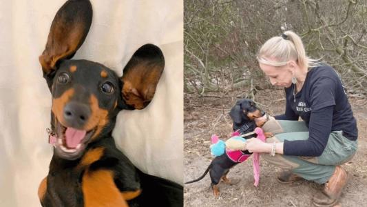 Cadela é resgatada após mais de 500 dias desaparecida