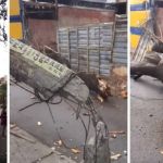 Vídeo: árvore cai, derruba poste e assusta moradores do bairro Santa Efigênia, em BH