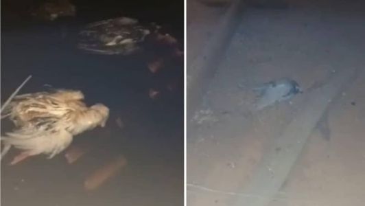 Fotos que mostram aves na caixa d'água viralizaram nas redes sociais