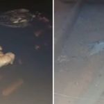 Prefeitura limpa caixa d'água de creche após denúncia de pombos mortos em Minas