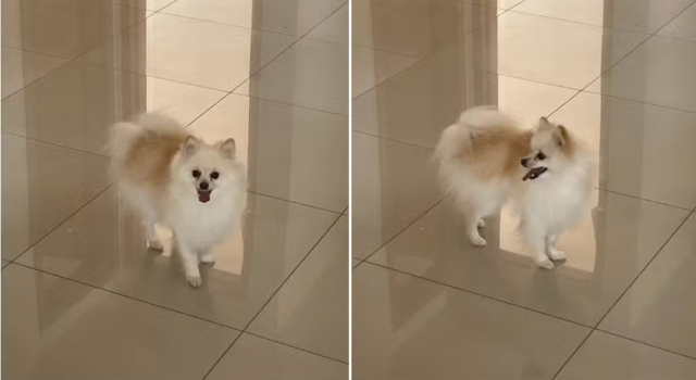 Família tem cãozinho roubado no estacionamento de um shopping em Contagem