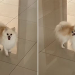 Família tem cãozinho roubado no estacionamento de um shopping em Contagem