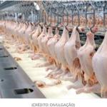 Engrossa a fila de países que bloqueiam a carne de frango brasileira