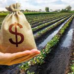 Falta de seguro rural, clima adverso e juros altos formam receita completa para inadimplência do agropecuarista nos bancos