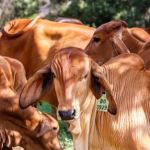 Abate elevado de fêmeas preocupa futuro do boi