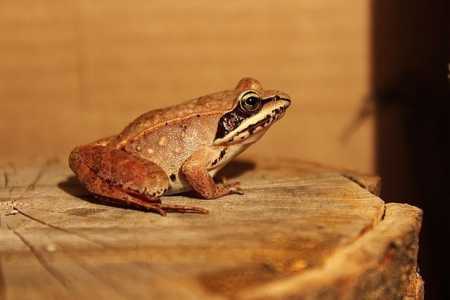Os anfíbios foram nomeados pelos cientistas 'Pristimantis chinguelas', 'P. nunezcortezi' e 'P. yonke' (imagem meramente ilustrativa)