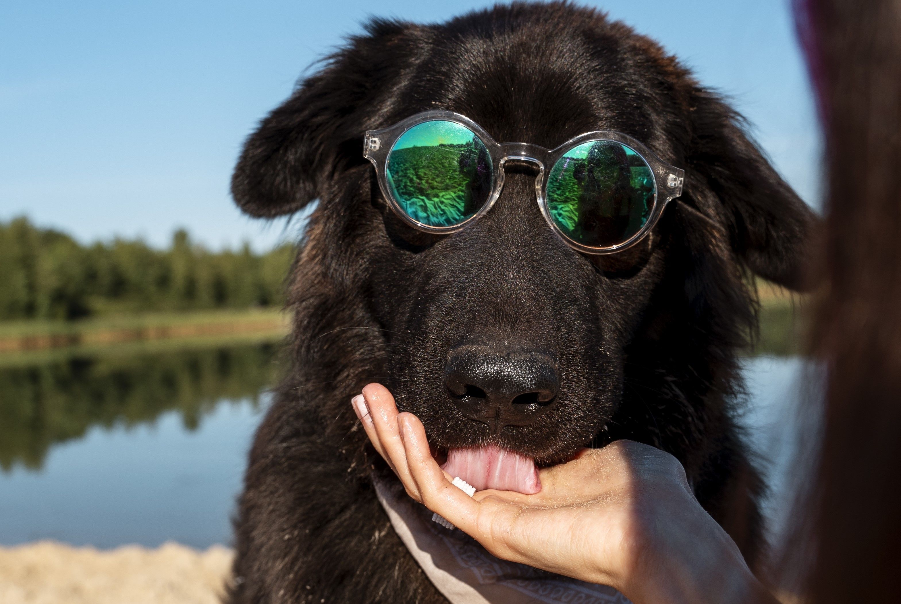 Vai viajar nas férias? Veja dicas para escolher um hotelzinho para seu cachorro