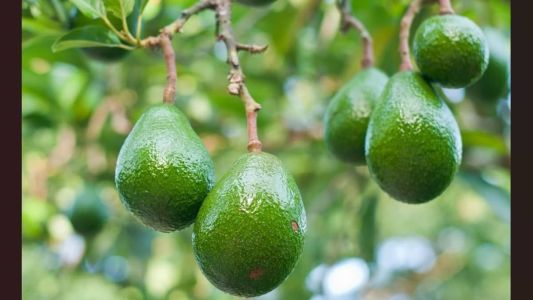 Fruta nativa do México e de algumas regiões da América do Sul e já era cultivado antes mesmo da colonização espanhola