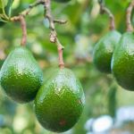 Abacate é a fruta da estação!  