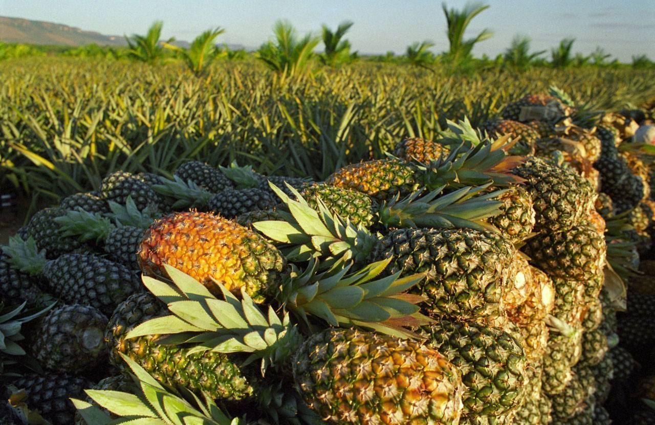 6 alimentos que ajudam a combater a retenção de líquidos e o inchaço