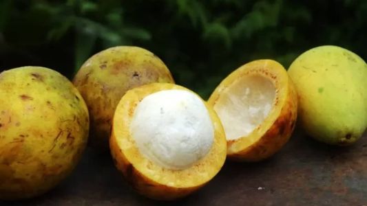 Fruto do bacuri: gosto é parecido com o da maçã
