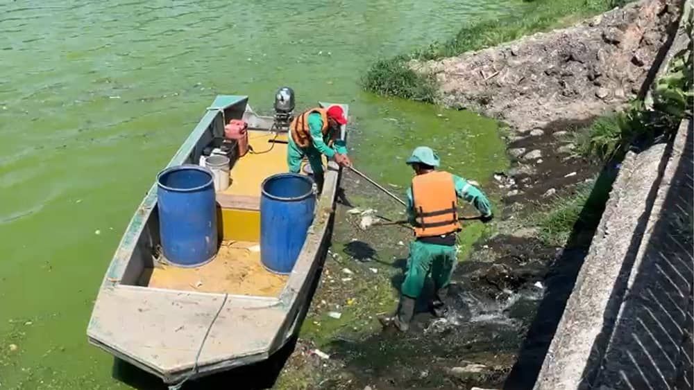 Mais de 200 peixes mortos foram tirados da Lagoa da Pampulha nesta quarta, dizem funcionários da Prefeitura