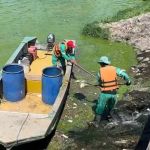 Mais de 200 peixes mortos foram tirados da Lagoa da Pampulha nesta quarta, dizem funcionários da Prefeitura