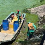 Quase mil peixes morrem na Lagoa da Pampulha em quatro dias: 'calor fora do normal'