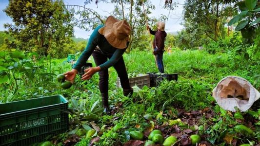 Funcionários trabalham na colheita do abacate em São Sebastião do Paraíso