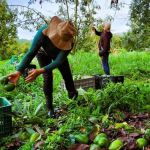Do desperdício à sustentabilidade: engenheiro agrônomo ensina como aproveitar “tudo” do abacate