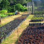 Deputados divergem sobre destino da Fundação Caio Martins em reforma de Zema