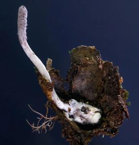 Purpureocillium atlanticum