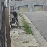 Vídeo: homem é preso após assaltar jovem com alicate em Contagem (MG)