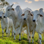 Pesquisador da Embrapa analisa decisão da Dinamarca de cobrar pelo pum do boi; confira