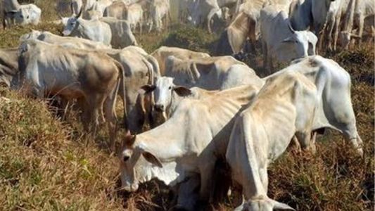 Febraban restringe créditos a frigoríficos que se beneficiam do desmatamento