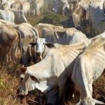 Abiec critica regra da Febraban para frigoríficos e cobra papel ativo dos bancos contra o desmatamento